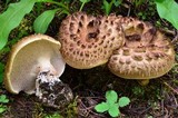 Sarcodon imbricatus image