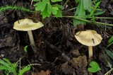 Image of Pseudosperma sororium