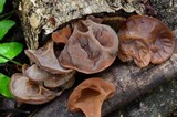 Auricularia americana image