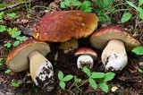 Boletus rubriceps image