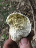 Calbovista subsculpta image