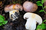 Cortinarius lilacinocolossus image