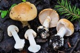 Cortinarius polymorphus image