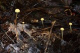 Marasmius epiphyllus image