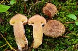 Suillus lakei image