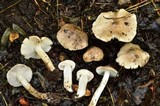 Tricholoma terreum image