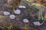 Biscogniauxia atropunctata image