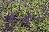 Alloclavaria purpurea image