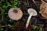 Lepiota felina image