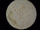 Laetiporus cincinnatus image