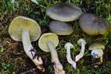 Tricholoma saponaceum image