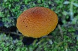 Pholiota granulosa image