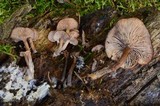 Lentinellus micheneri image