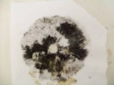 Psathyrella delineata image