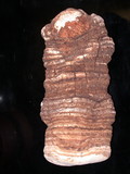 Fomitopsis officinalis image