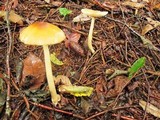 Amanita amerifulva image