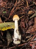 Amanita amerifulva image