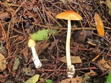 Amanita amerifulva image