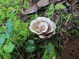 Thelephora vialis image