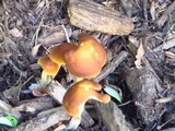 Agrocybe arvalis image