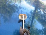Agrocybe arvalis image