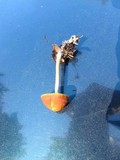 Agrocybe arvalis image