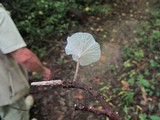 Hemimycena candida image