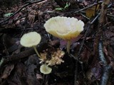 Chrysomphalina strombodes image