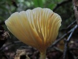 Chrysomphalina strombodes image