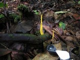 Clavulinopsis aurantiocinnabarina image