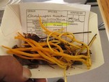 Clavulinopsis aurantiocinnabarina image