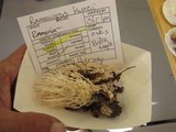 Ramariopsis kunzei image