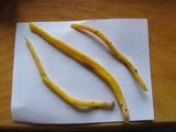 Clavulinopsis aurantiocinnabarina image