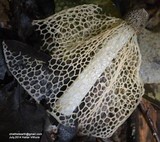 Phallus indusiatus image