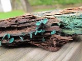 Chlorociboria aeruginascens image