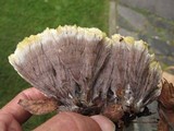Thelephora vialis image