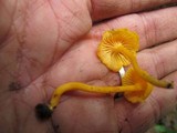 Cantharellus minor image