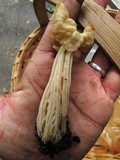 Helvella crispa image