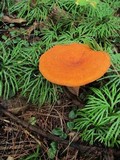 Lactarius peckii image