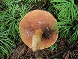 Lactarius peckii image