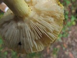 Russula flavida image