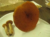 Lactarius peckii image