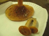 Lactarius peckii image