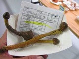 Elaphocordyceps capitata image