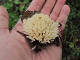 Tremellodendron pallidum image