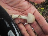 Amanita farinosa image