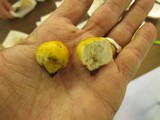 Lycoperdon coloratum image