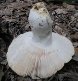 Russula virescens image