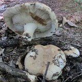 Russula compacta image