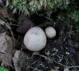 Scleroderma areolatum image